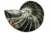 Polished Fossil Nautilus - Black Preservation #207421-1